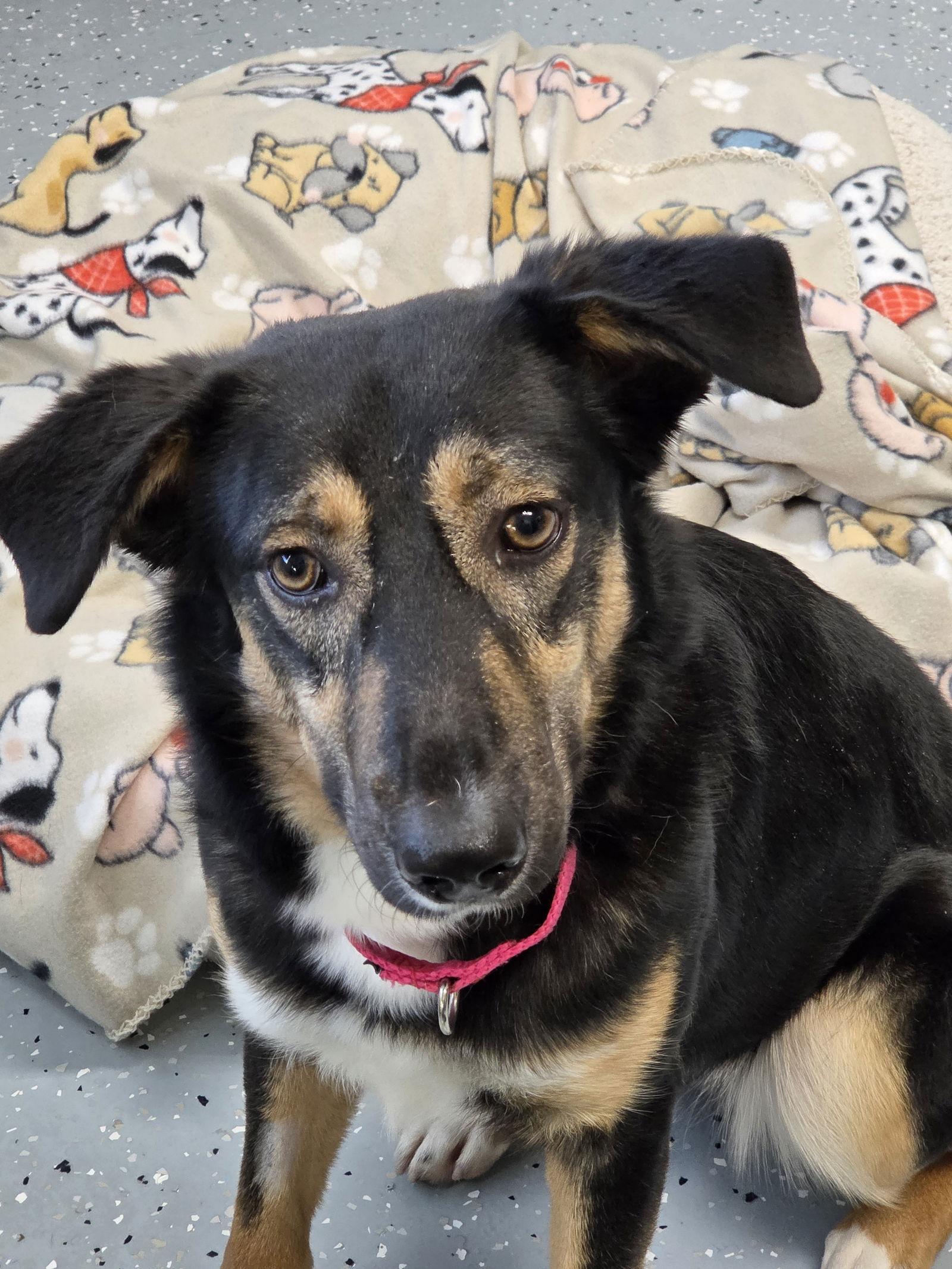 Enlarge Moana, a Adoptable Australian Shepherd in Greenville, IL image 1/1