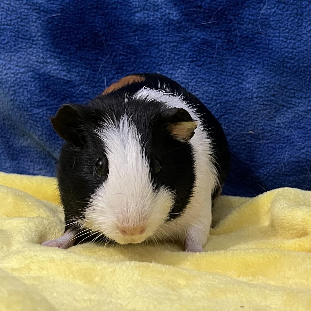 Enlarge Zephyr, a Adoptable Guinea Pig in Decatur, GA image 1/3