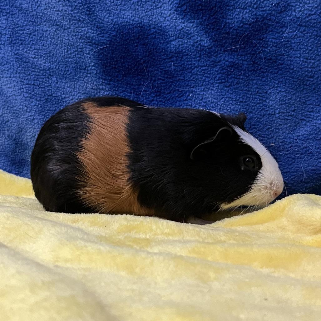 Enlarge Zephyr, a Adoptable Guinea Pig in Decatur, GA image 2/3