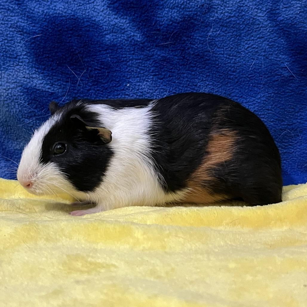 Enlarge Zephyr, a Adoptable Guinea Pig in Decatur, GA image 3/3