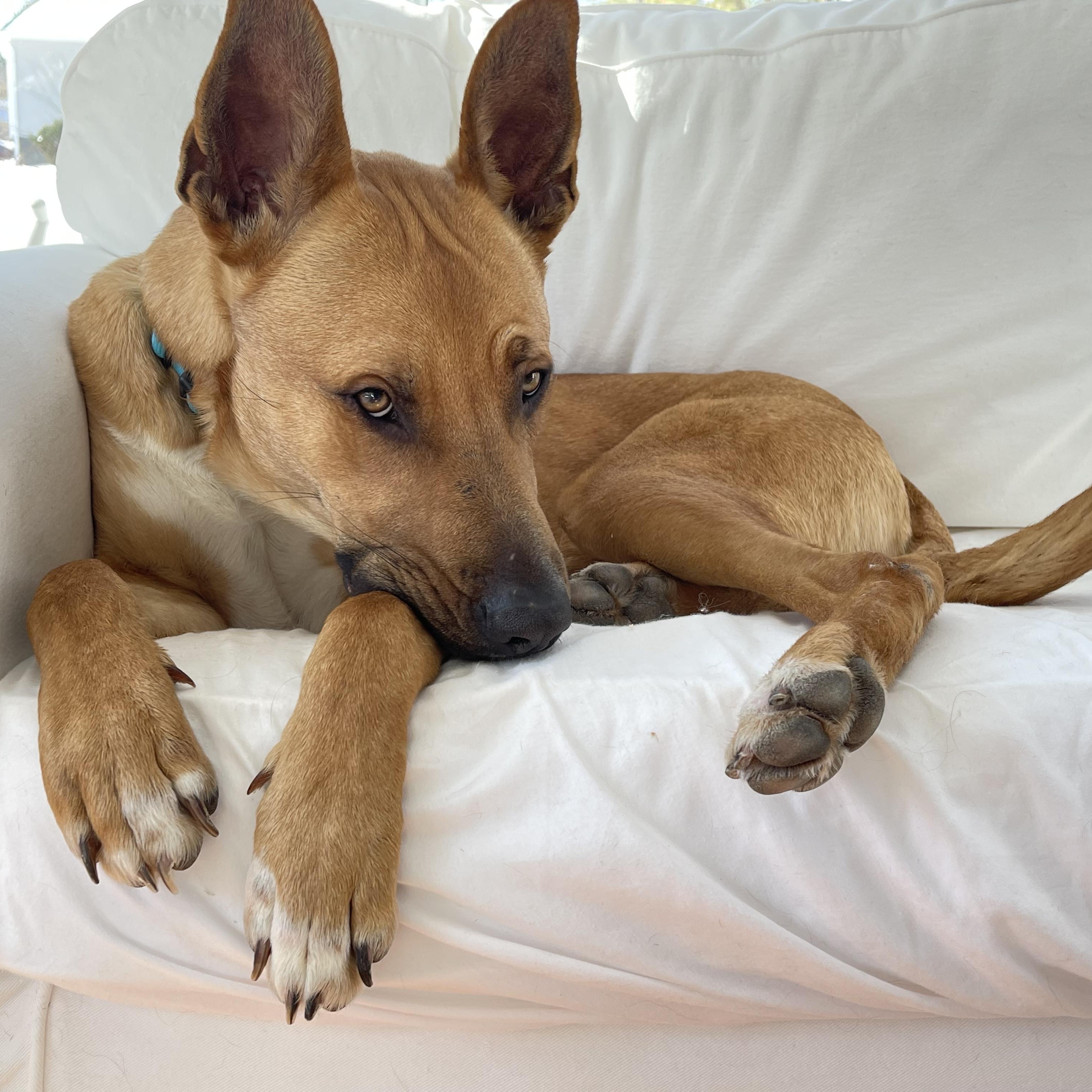 Enlarge Brutus, a ADOPTABLE mixed breed in Litchfield, CT image 2/6