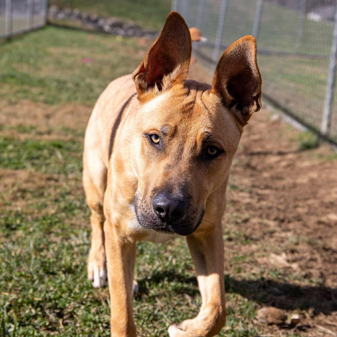 Enlarge Brutus, a ADOPTABLE mixed breed in Enfield, CT image 2/6