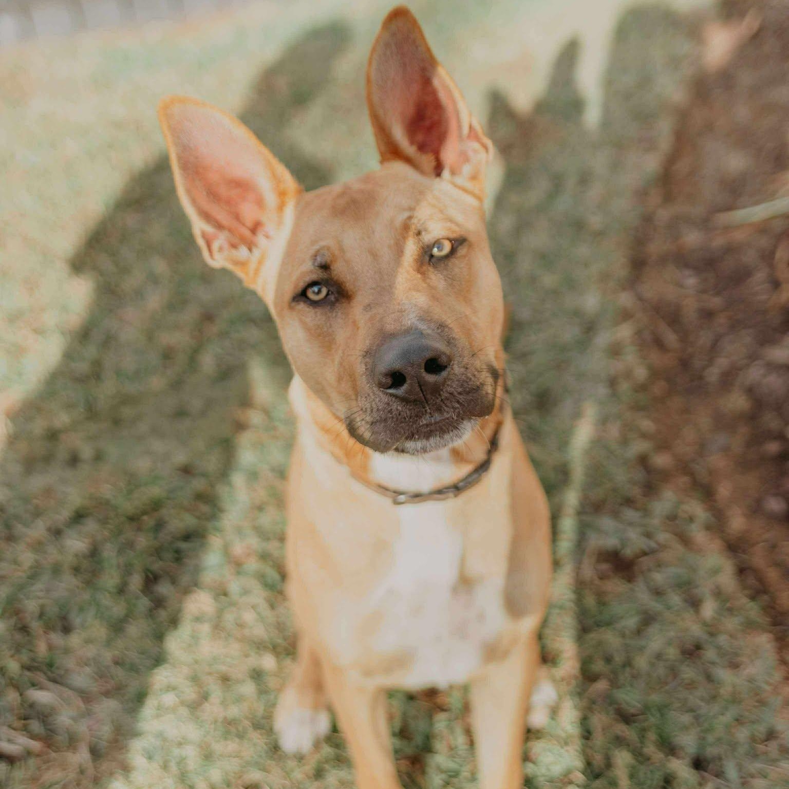 Enlarge Brutus, a ADOPTABLE mixed breed in Enfield, CT image 1/6