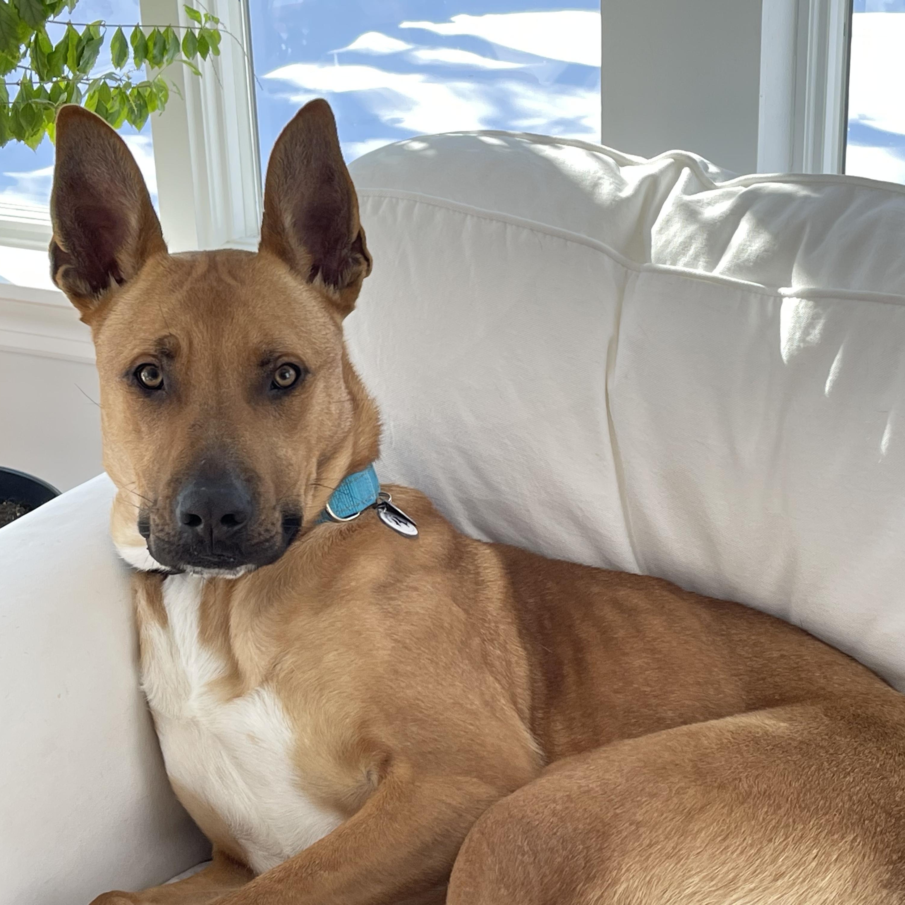Brutus, ADOPTABLE, Young Male Shepherd & Rhodesian Ridgeback.