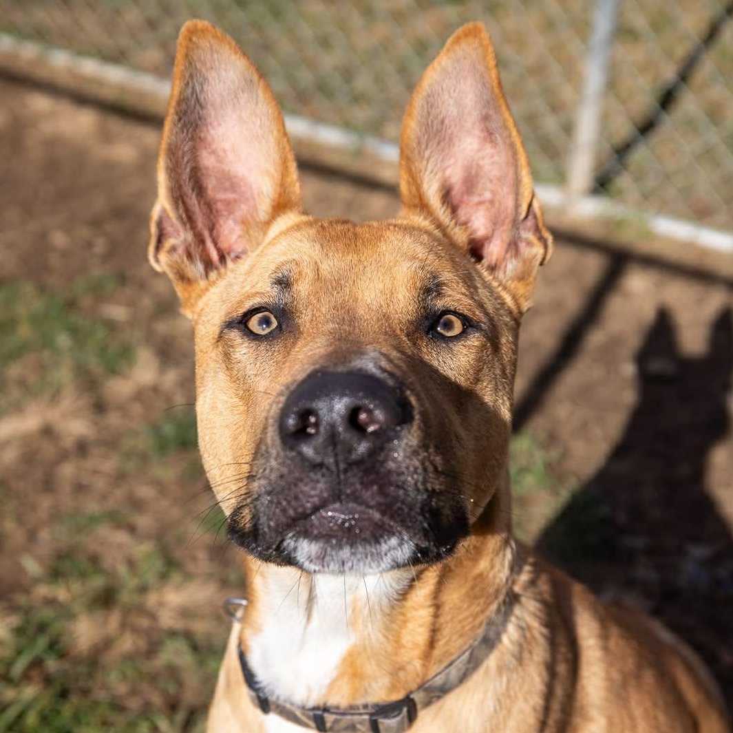 Enlarge Brutus, a ADOPTABLE mixed breed in Enfield, CT image 3/6