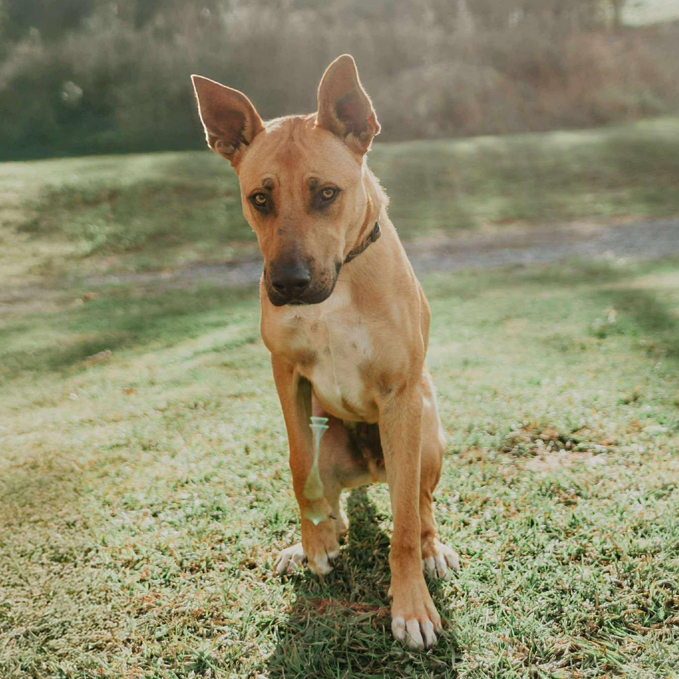 Enlarge Brutus, a ADOPTABLE mixed breed in Enfield, CT image 6/6