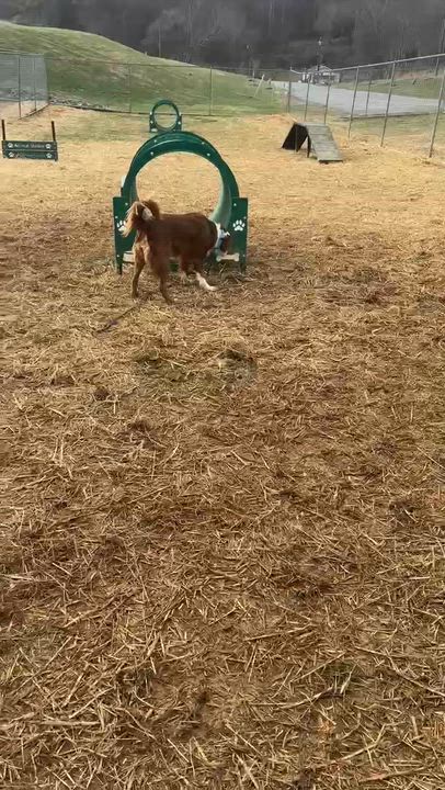 Enlarge Brutus, a ADOPTABLE mixed breed in Enfield, CT video 5/6