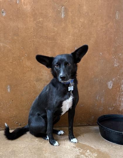 Maizy, Adoptable, Adult Female Border Collie & Mixed Breed.