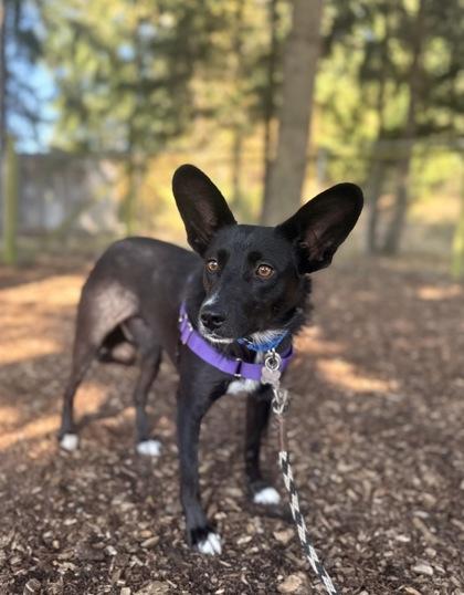 Enlarge Maizy, a Adoptable mixed breed in Burlington, WA image 2/3