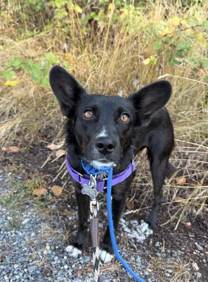 Enlarge Maizy, a Adoptable mixed breed in Burlington, WA image 3/3