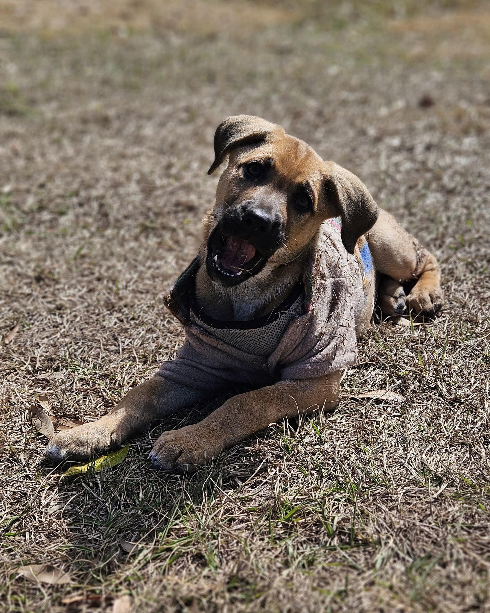 Enlarge Hazel, a ADOPTABLE mixed breed in Ruskin, FL image 3/4
