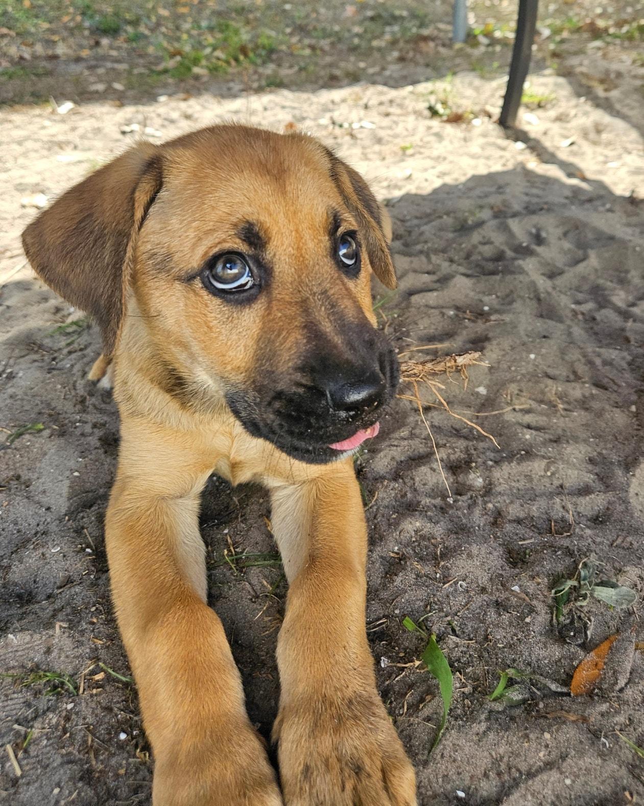 Hazel, ADOPTABLE, Puppy Female Mixed Breed & Black Mouth Cur.