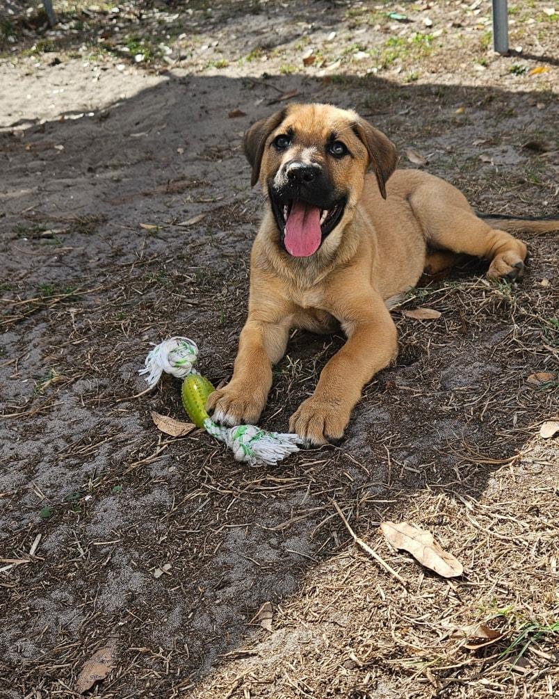 Enlarge Hazel, a ADOPTABLE mixed breed in Ruskin, FL image 4/4