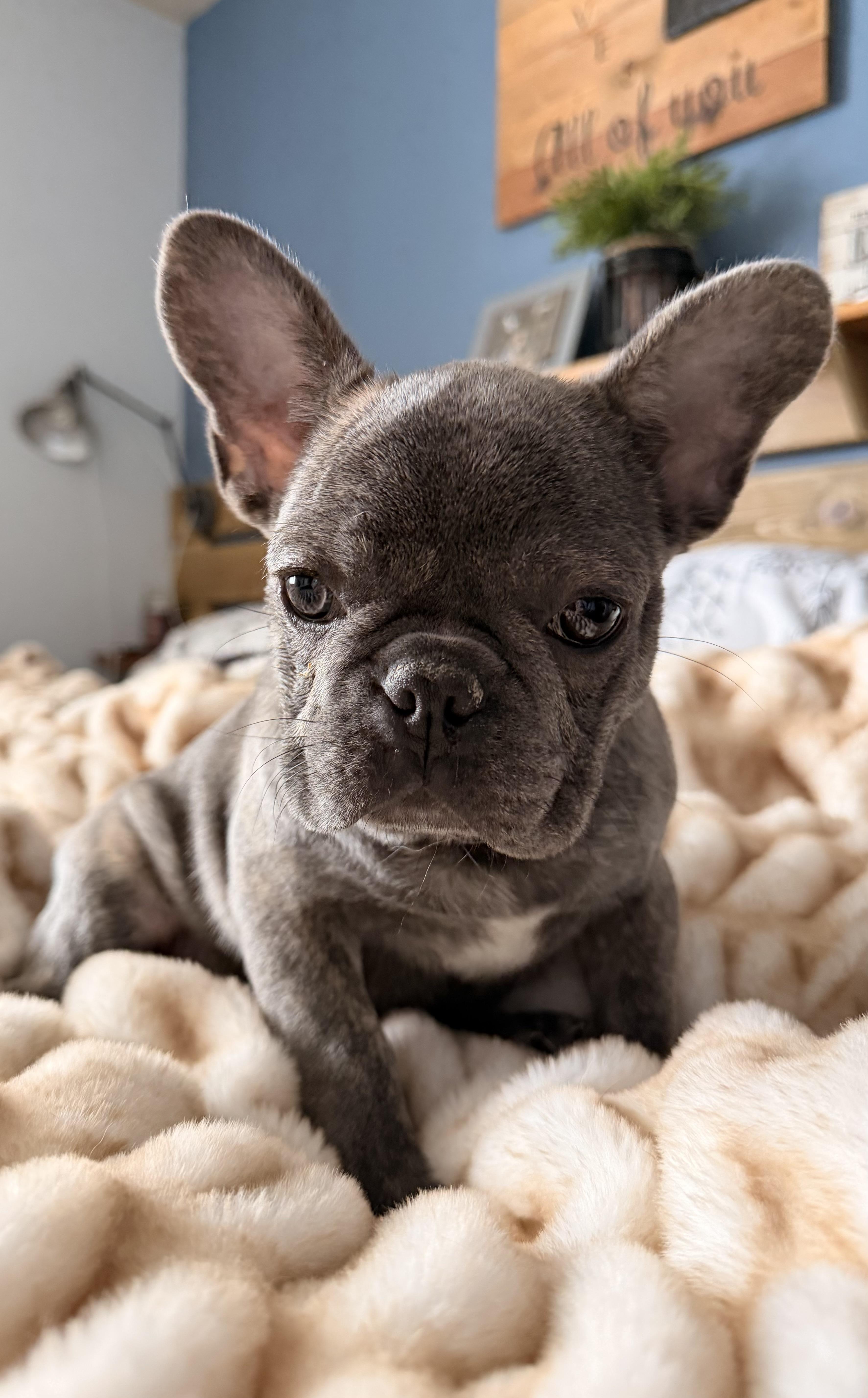 Enlarge Ernie , a ADOPTABLE French Bulldog in North Freedom, WI image 1/3