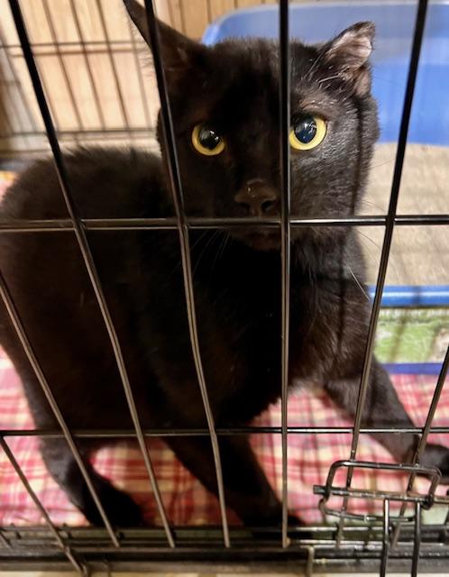 Enlarge OUTLAW, a Adoptable Domestic Short Hair in Lake Ozark, MO image 2/3