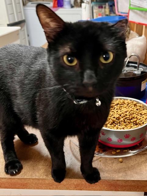 OUTLAW, Adoptable, Adult Male Domestic Short Hair.