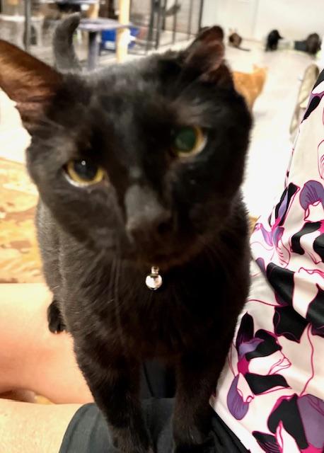 Enlarge OUTLAW, a Adoptable Domestic Short Hair in Lake Ozark, MO image 3/3