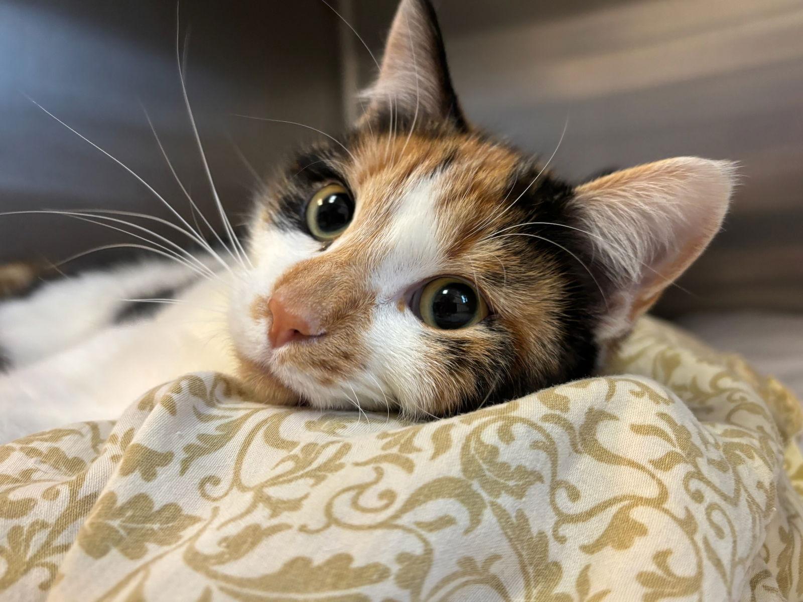 Rotini, a Adoptable Calico in Hopewell, VA image 1/3
