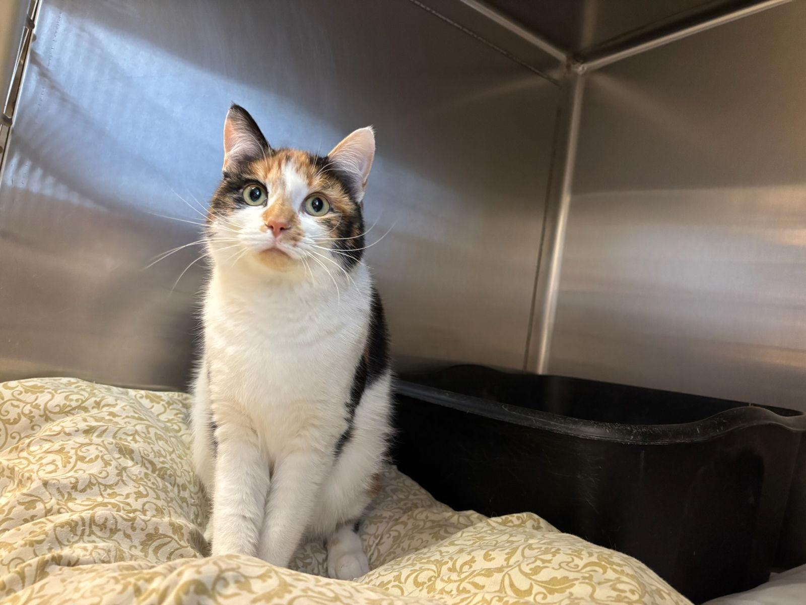 Rotini, a Adoptable Calico in Hopewell, VA image 2/3