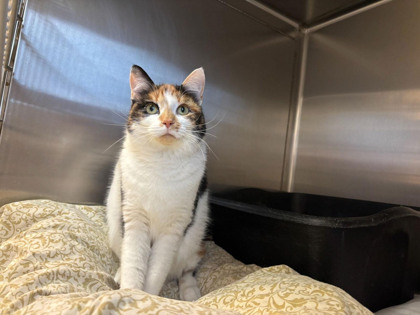 Rotini, a Adoptable Calico in Hopewell, VA image 3/3