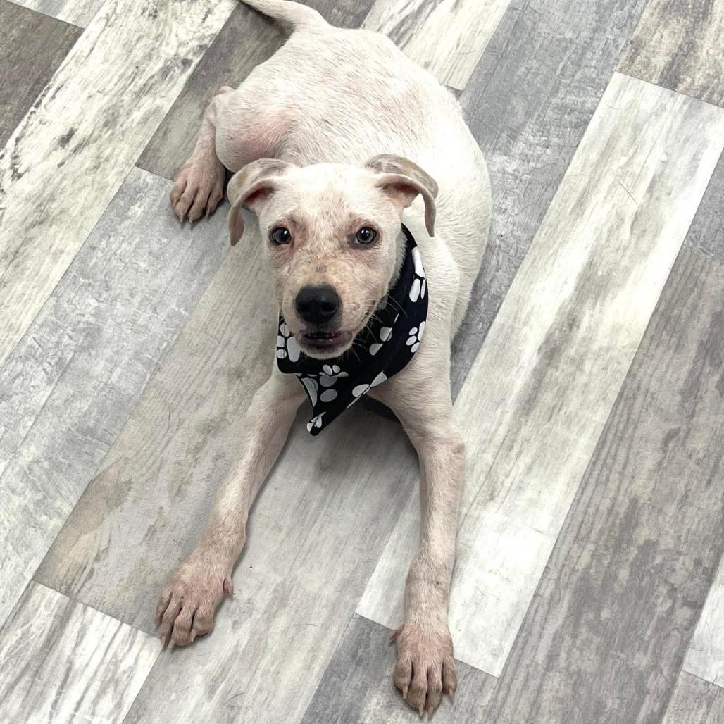 Enlarge Roo - Local August 28-30, an adoptable mixed breed in Beaverton , OR image 4/4