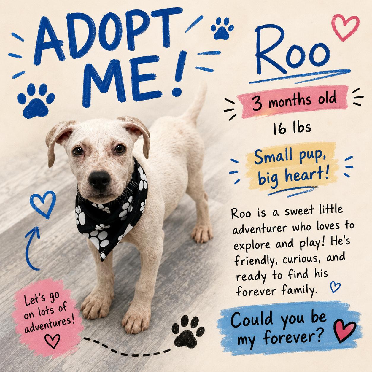 Roo - Local August 28-30, adoptable, Puppy Male Labrador Retriever.