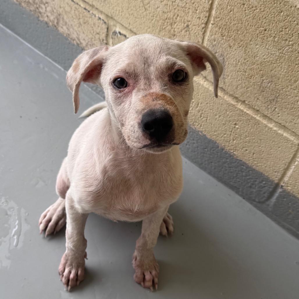 Enlarge Roo - Local August 28-30, an adoptable mixed breed in Beaverton , OR image 3/4