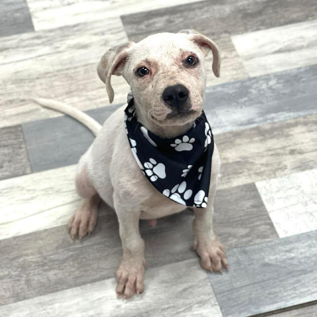 Enlarge Roo - Local August 28-30, an adoptable mixed breed in Beaverton , OR image 2/4