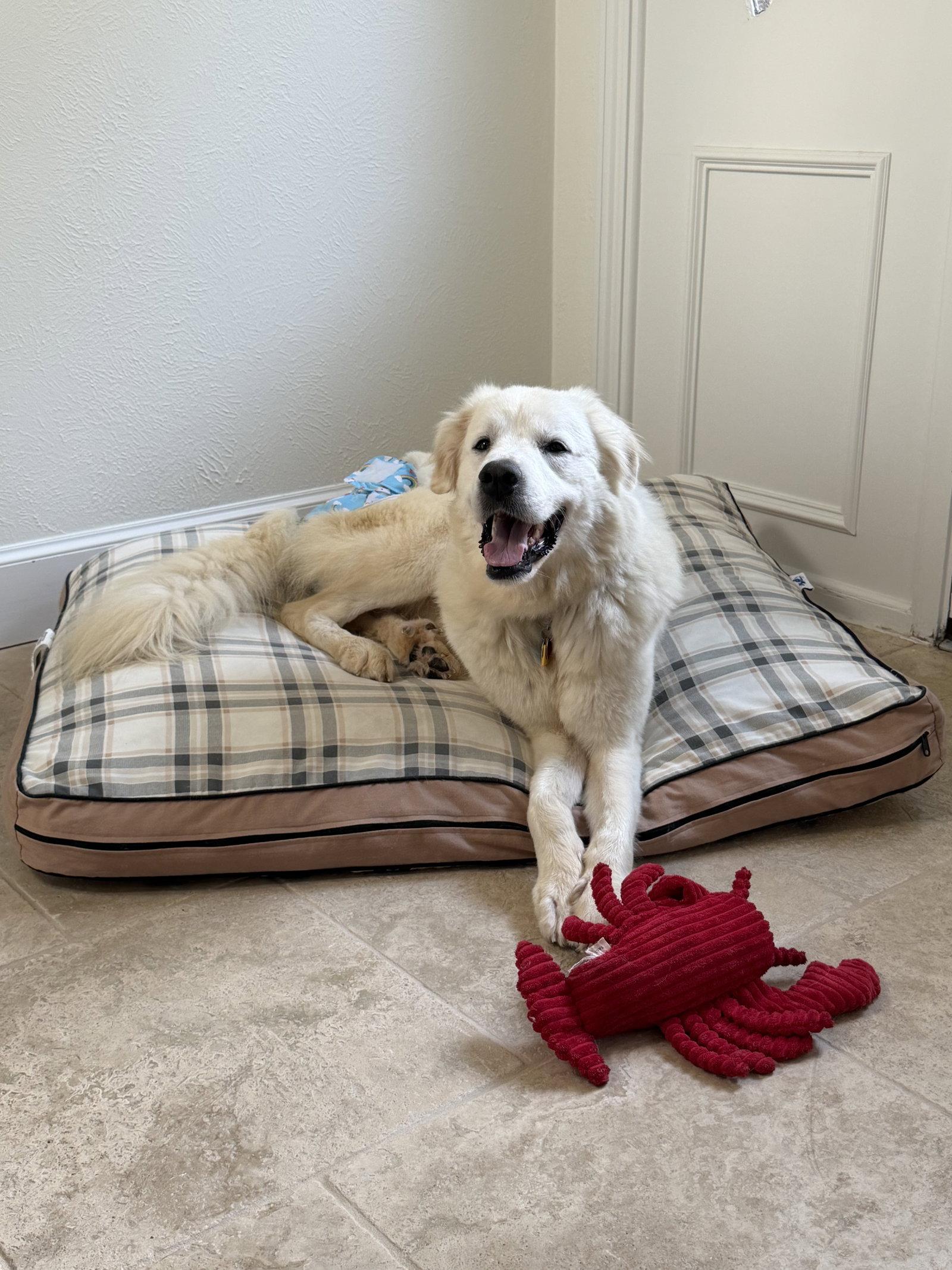 Enlarge Zuri, a Adoptable Great Pyrenees in Garland, TX image 1/3