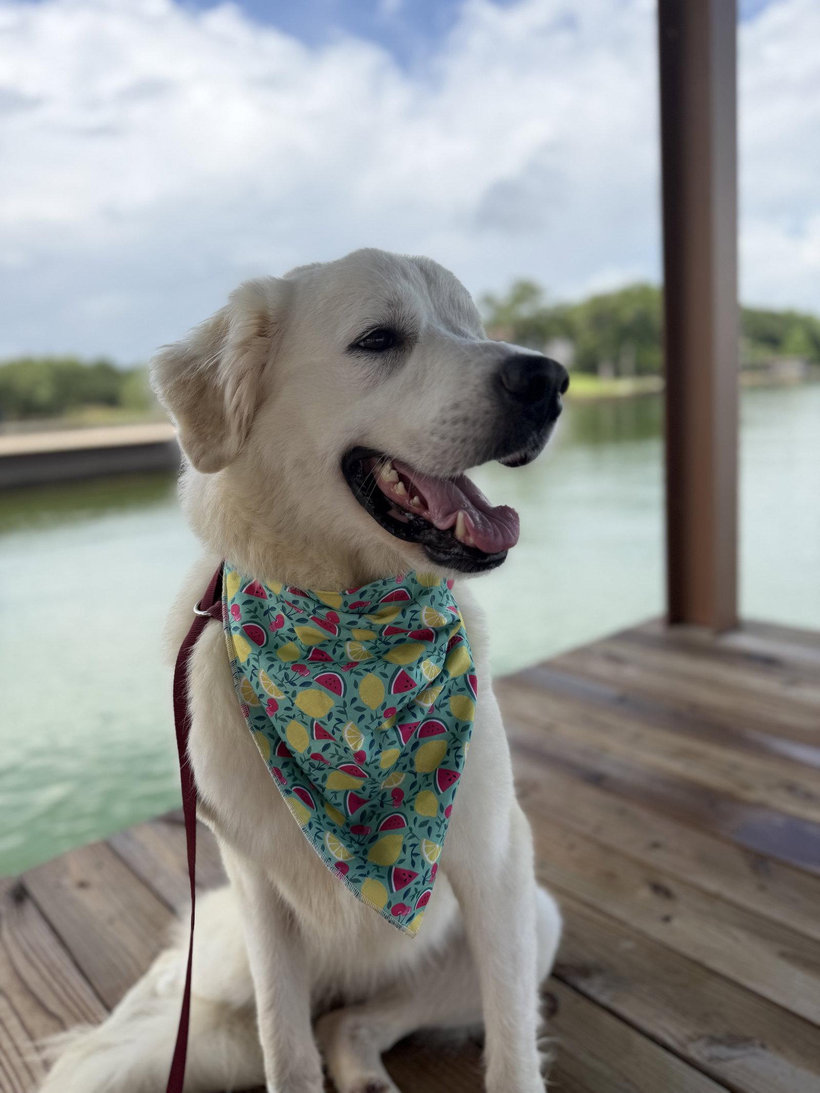 Enlarge Zuri, a Adoptable Great Pyrenees in Garland, TX image 2/3