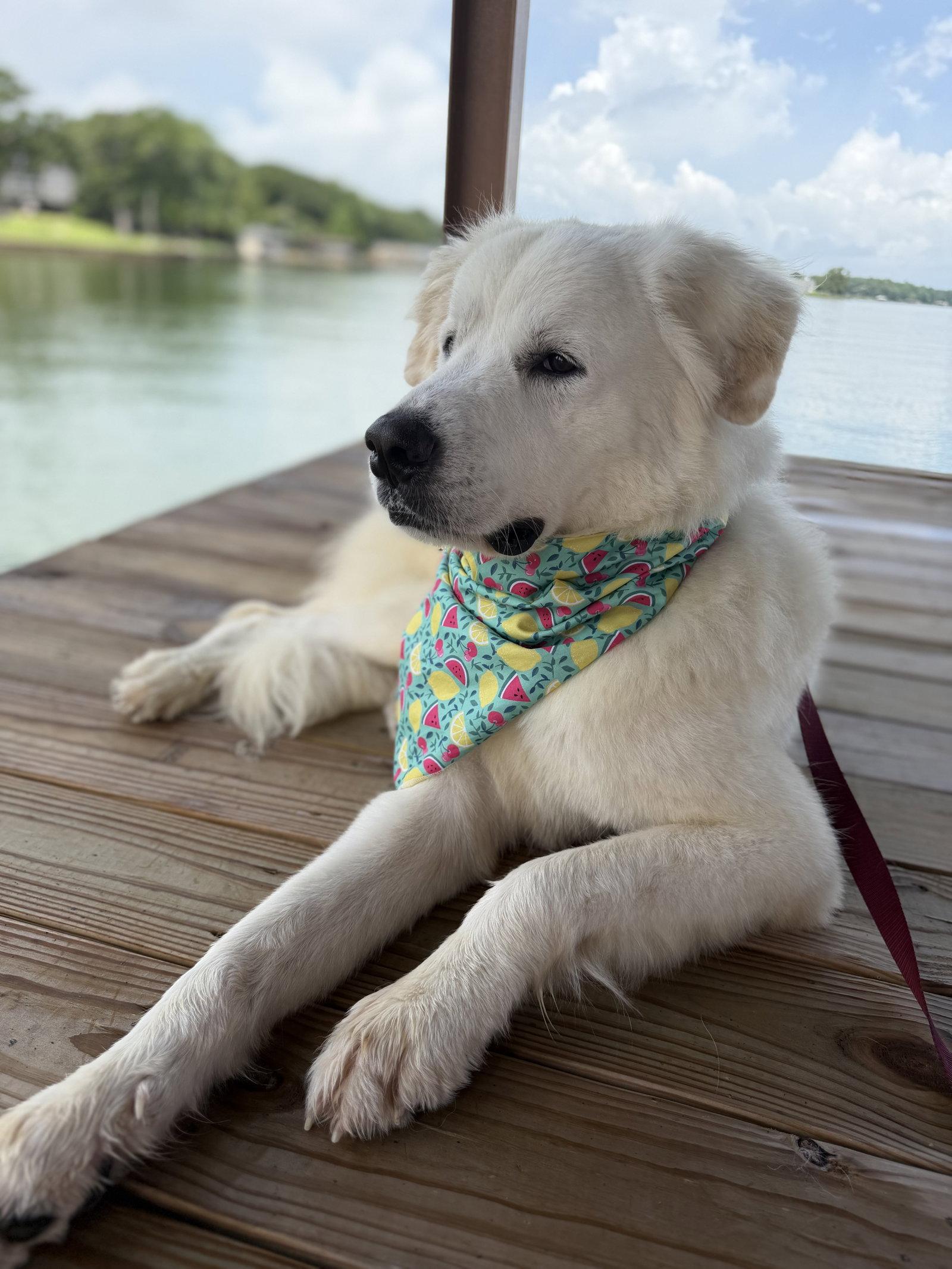 Enlarge Zuri, a Adoptable Great Pyrenees in Garland, TX image 3/3