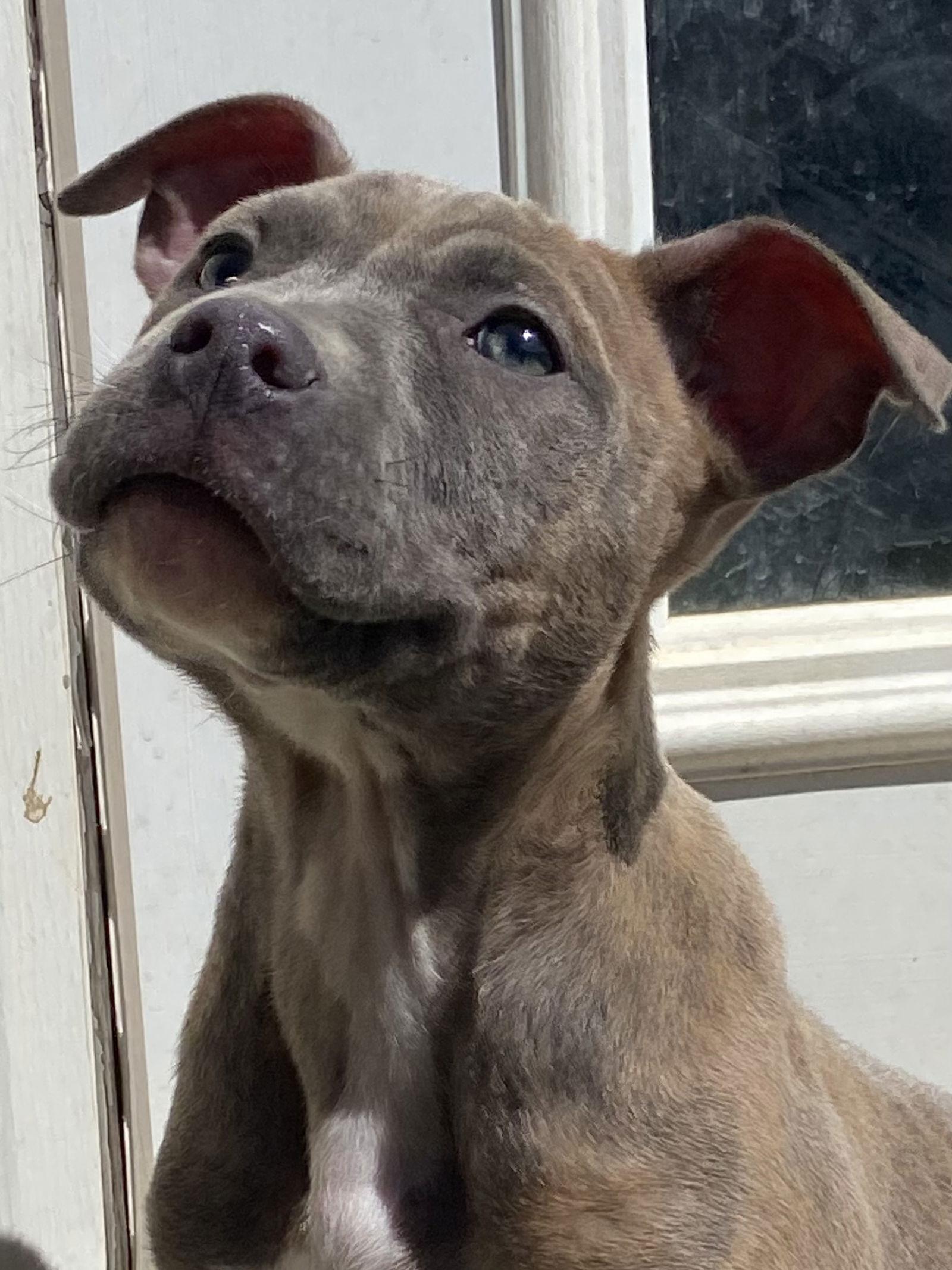 Skye, Adopted, Puppy Female Pit Bull Terrier.