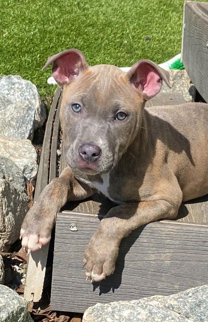 Enlarge Skye, a Adopted Pit Bull Terrier in Mooresville, NC image 2/3