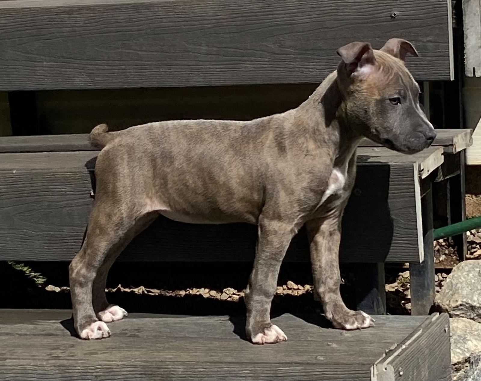Enlarge Skye, a Adopted Pit Bull Terrier in Mooresville, NC image 3/3