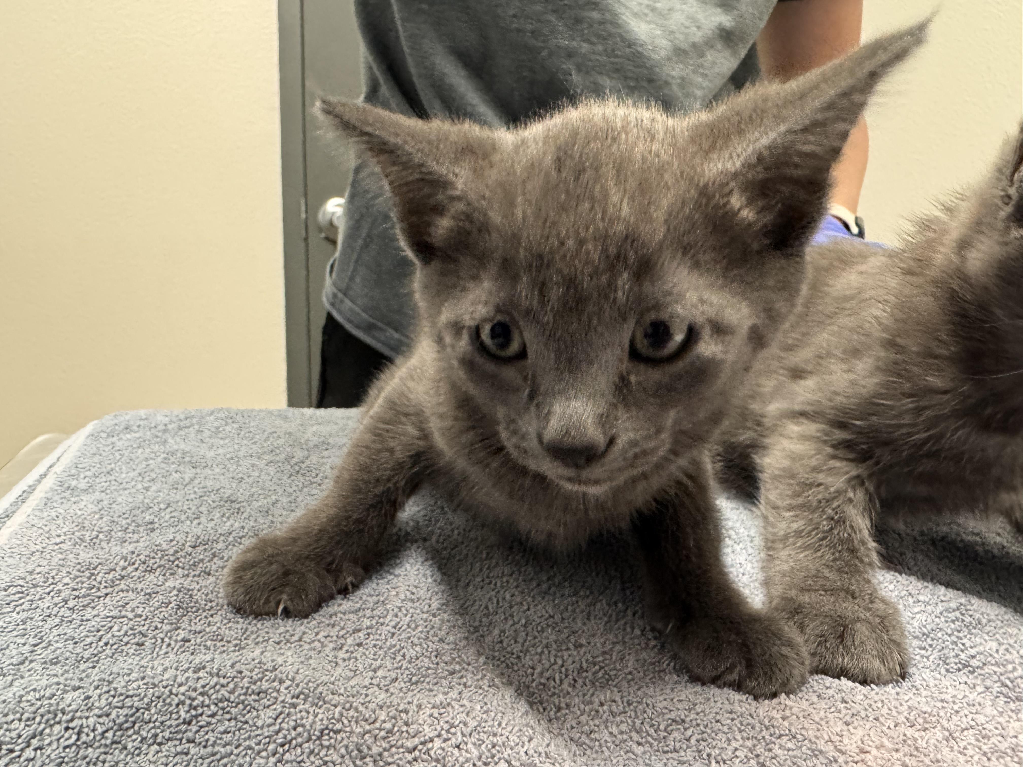 Cyclops, Adoptable, Kitten Male Domestic Short Hair.