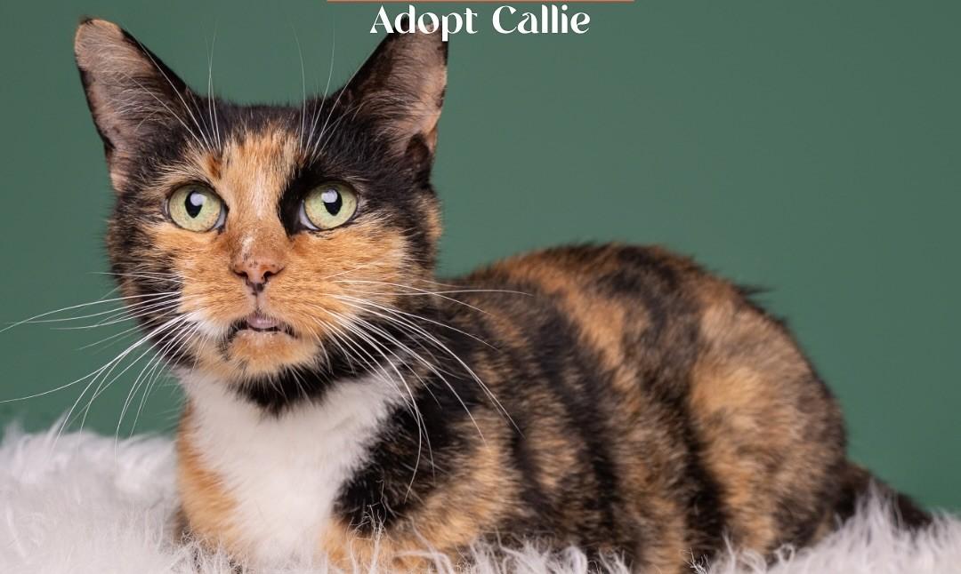 Callie, Adoptable, Senior Female Calico.