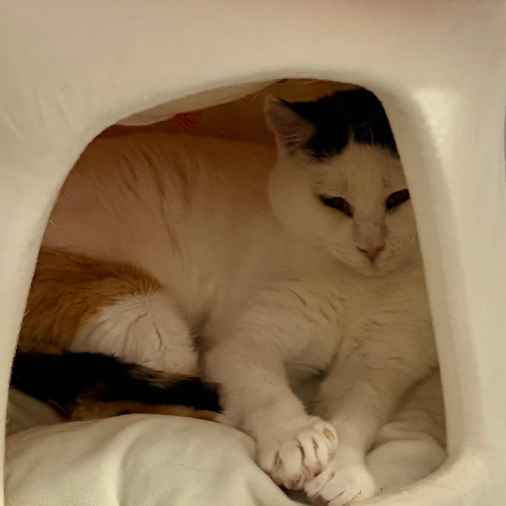 Olivia, Adoptable, Adult Female Domestic Short Hair.
