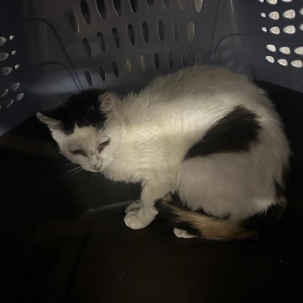 Olivia, Adoptable, Adult Female Domestic Short Hair.