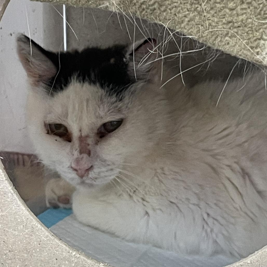 Olivia, a Adoptable Domestic Short Hair in Salt Lake City, UT image 2/2
