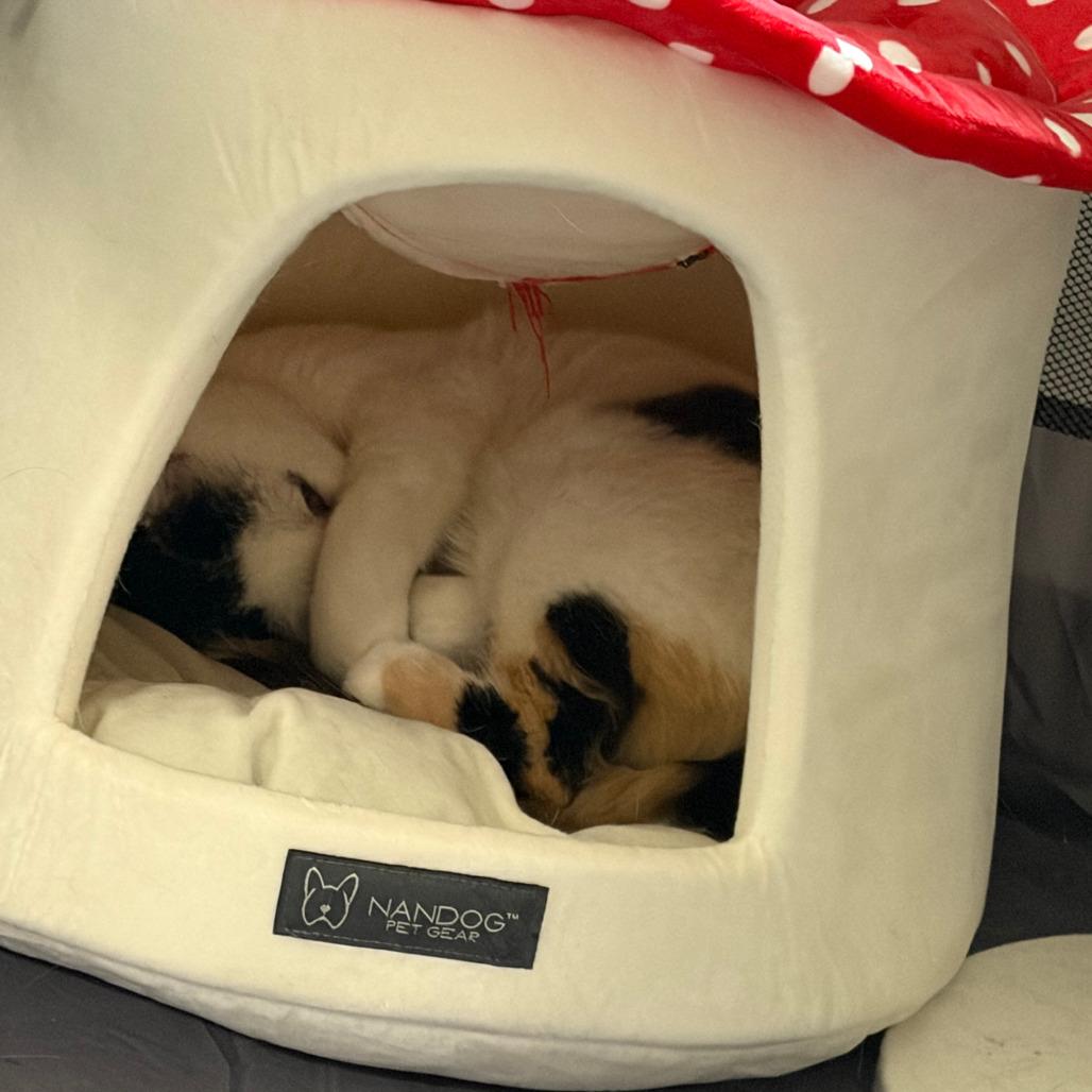 Olivia, a Adoptable Domestic Short Hair in Salt Lake City, UT image 4/5