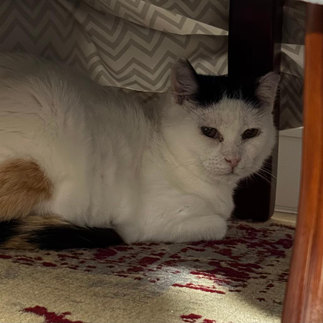 Olivia, a Adoptable Domestic Short Hair in Salt Lake City, UT image 5/5