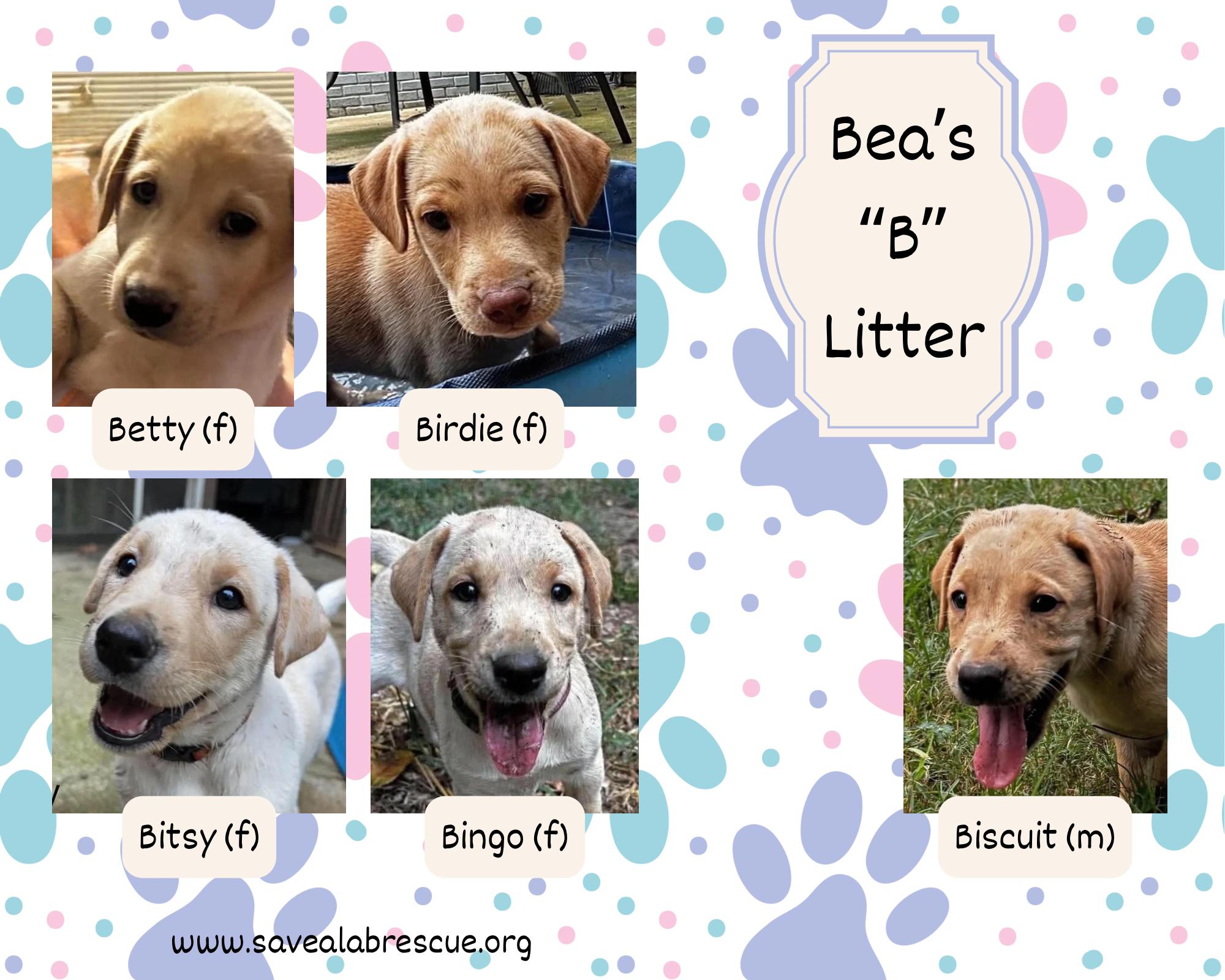 Bea s B Litter, Adoptable, Puppy Female Labrador Retriever & Yellow Labrador Retriever.