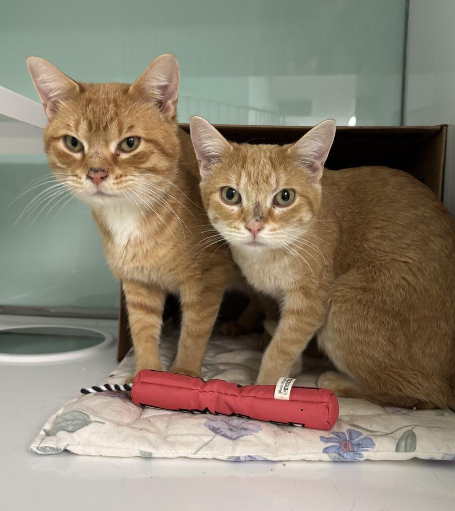 Winry, Adoptable, Adult Female Domestic Short Hair.