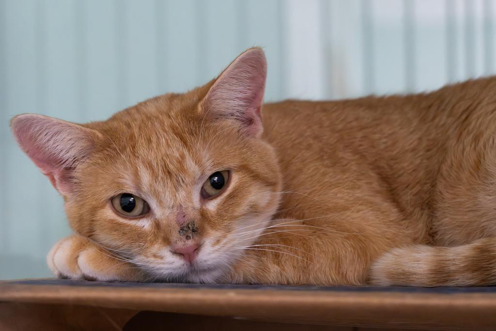 Enlarge Winry, a Adoptable mixed breed in Saint Paul, MN image 2/4