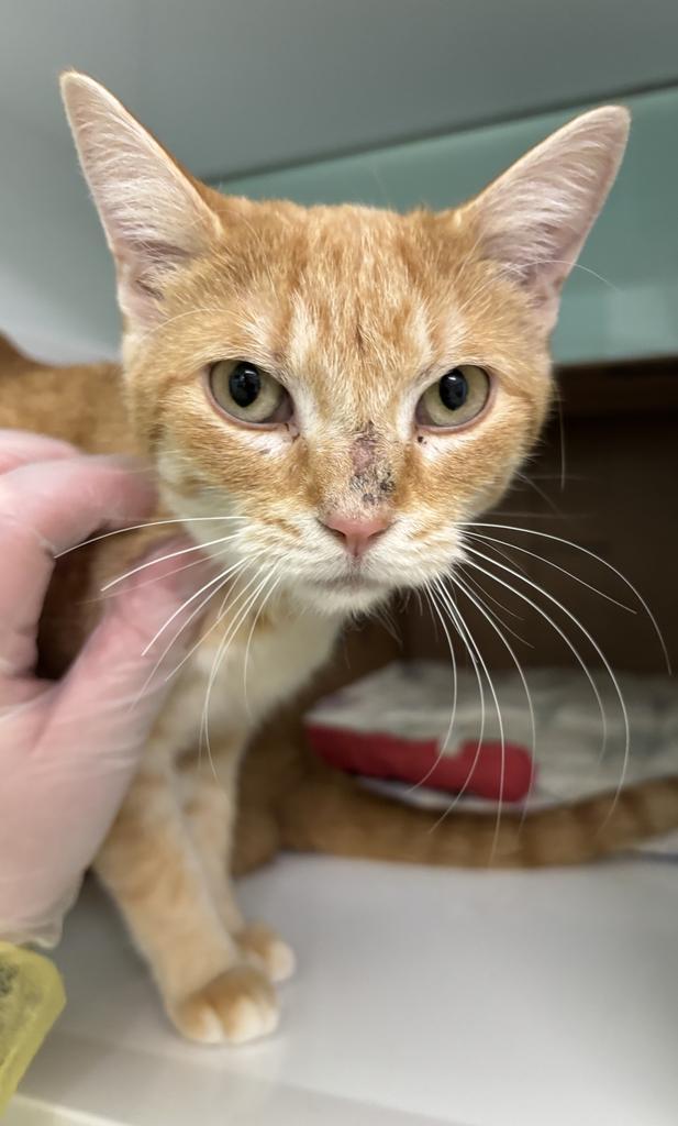 Enlarge Winry, a Adoptable mixed breed in Saint Paul, MN image 4/4