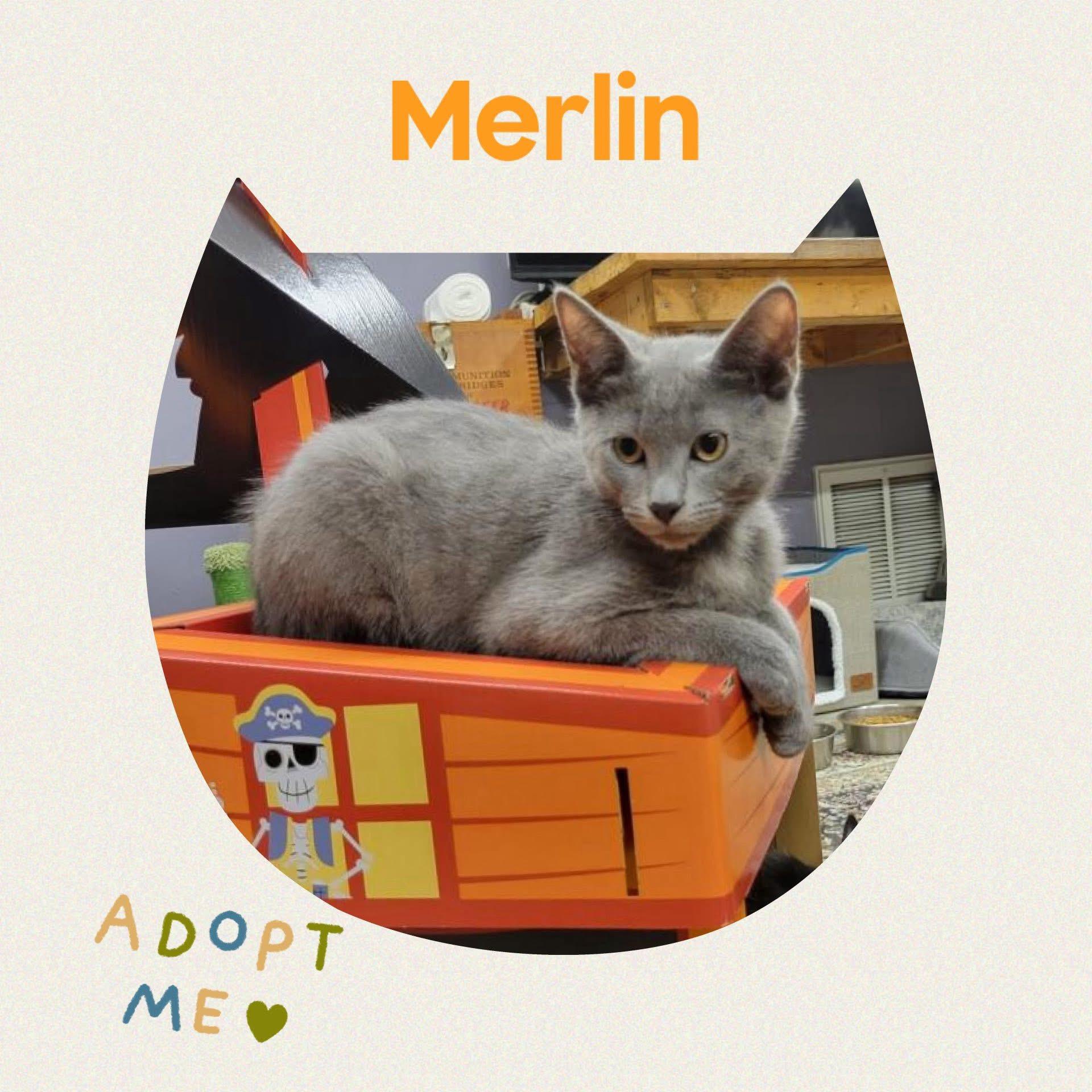 Enlarge Merlin, a Adoptable Russian Blue in Howey in the hills, FL image 1/1