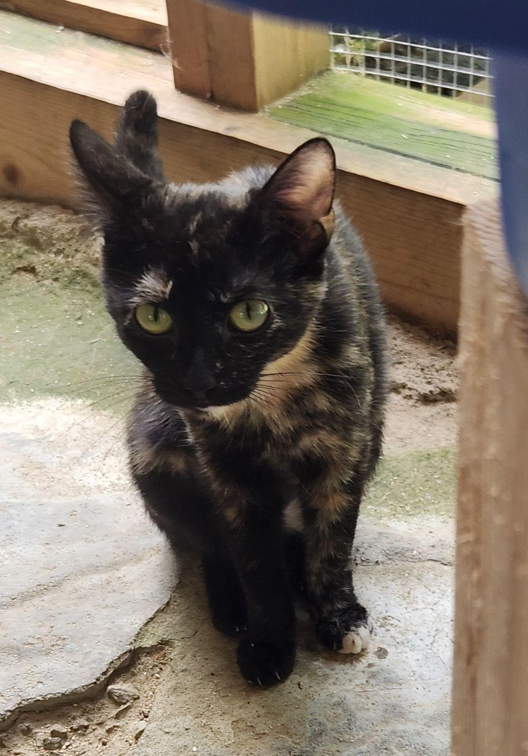 Puddin', Adoptable, Young Female Domestic Short Hair.