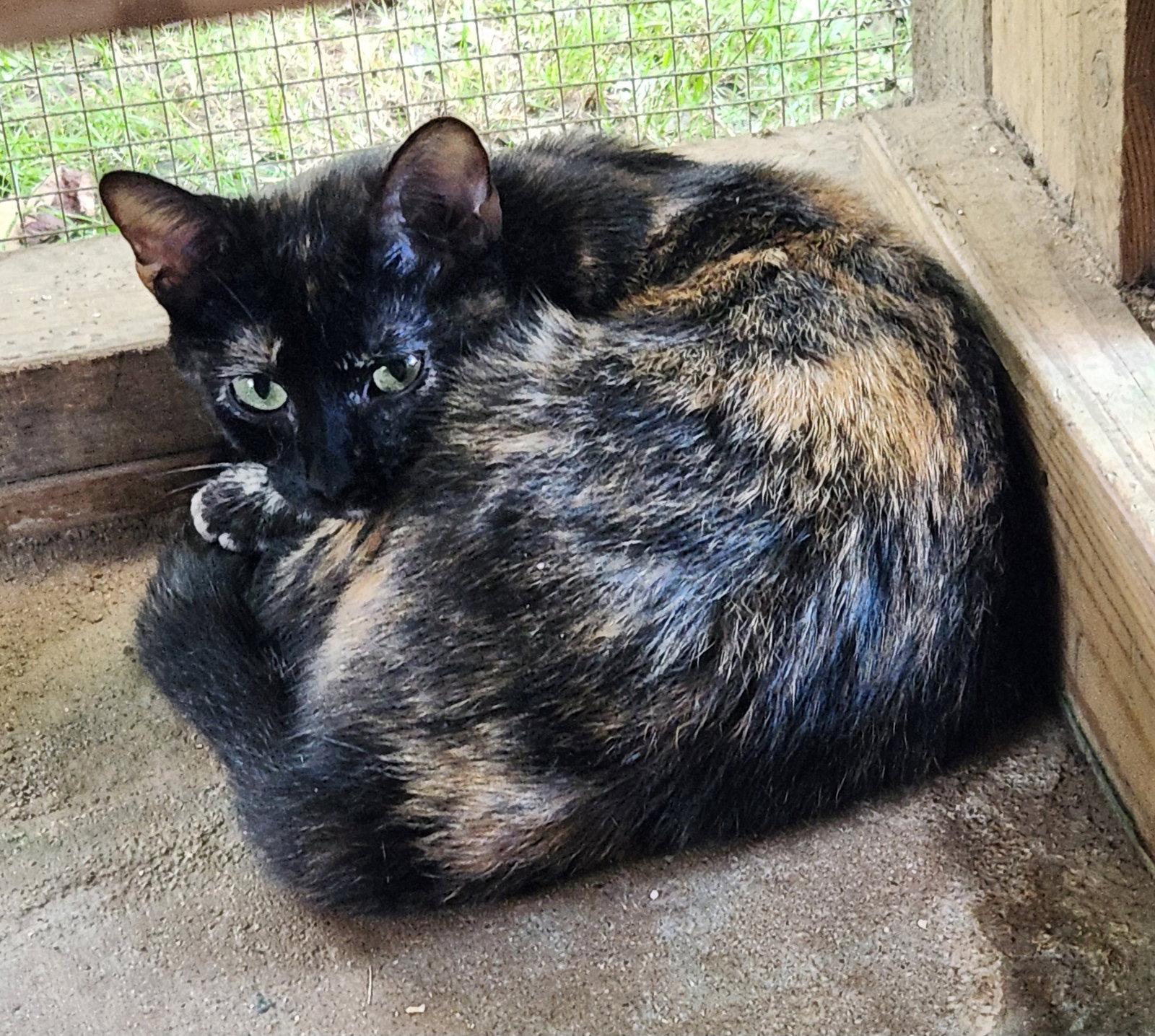 Puddin Puddin' - Adoptable Pet | Petfinder