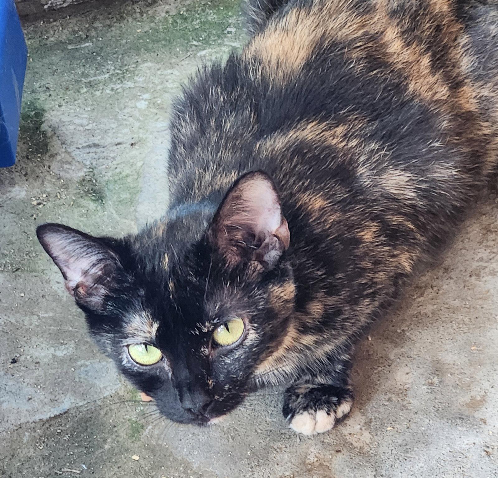Puddin Puddin' - Adoptable Pet | Petfinder