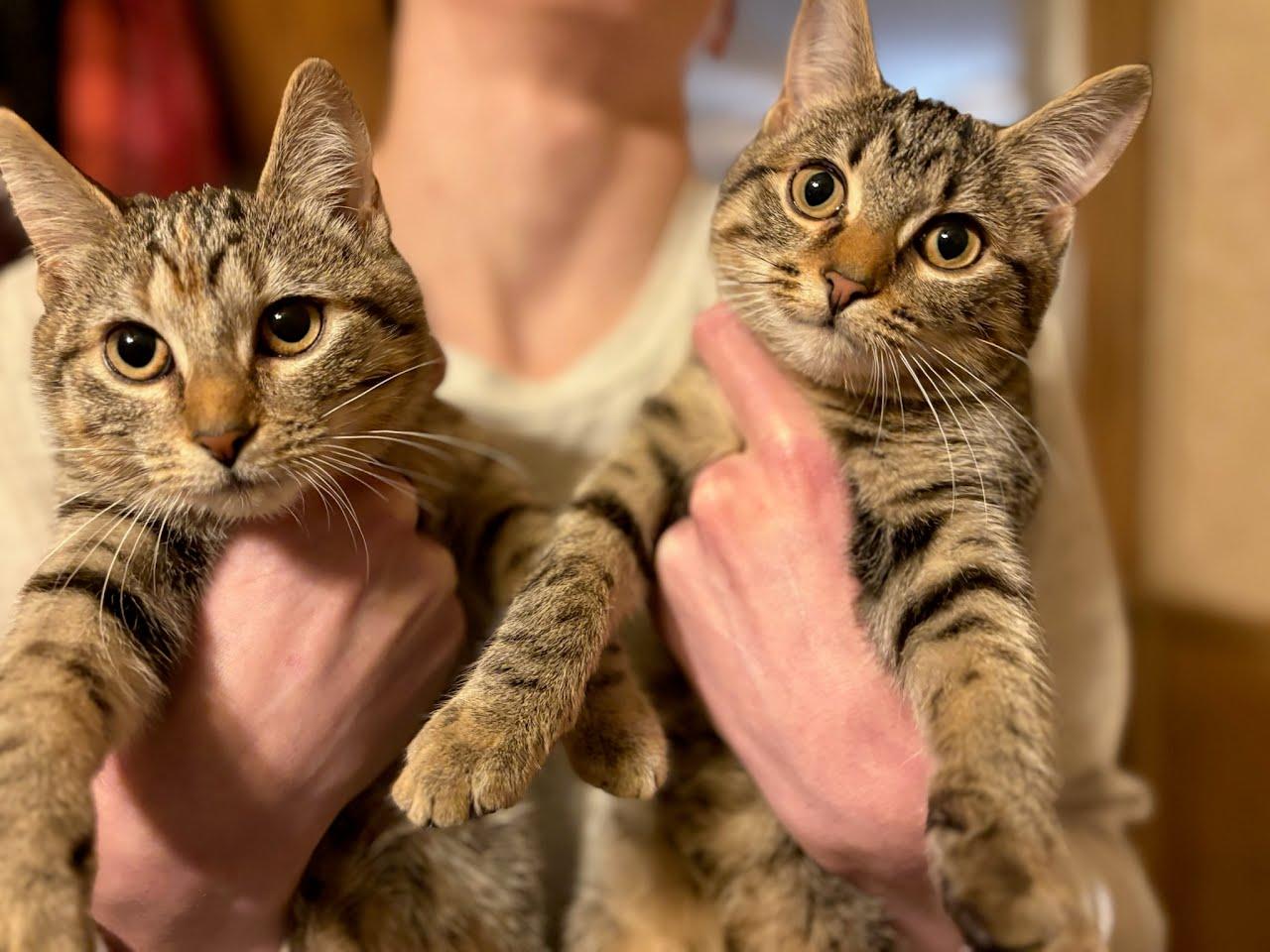 Enlarge Stevie & Nickie, a Adoptable Domestic Short Hair in Oswego, NY image 4/6